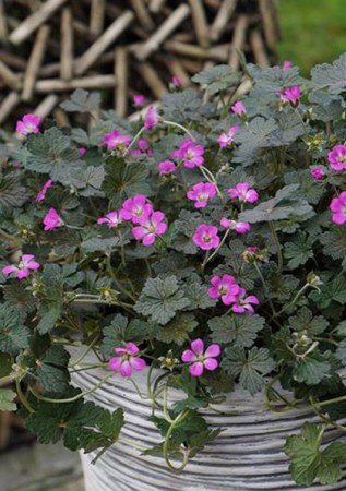 GERANIUM hybride Orkney Cherry